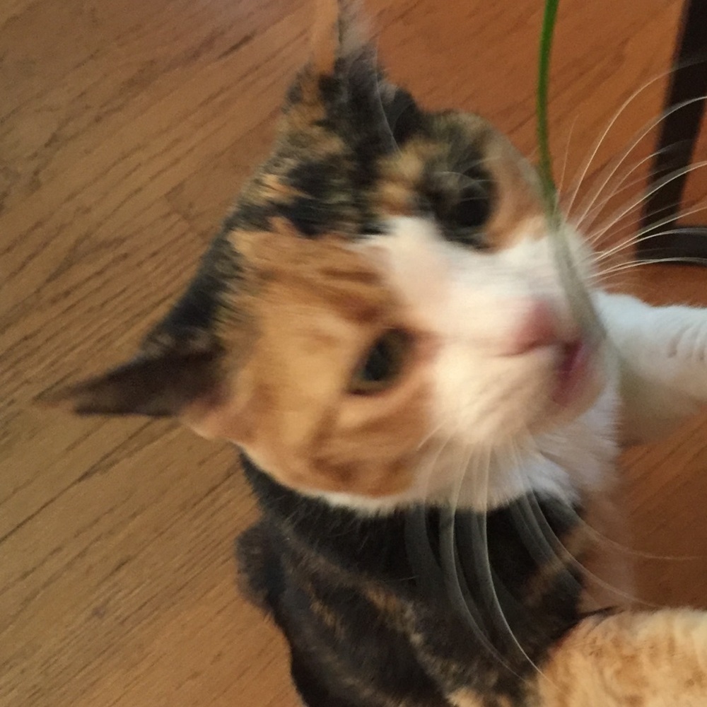 Meet your Posher, Alice
